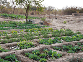 Introduction à l'agriculture de conservation (agroécologie) pour 2'900 paysan·nes burkinabè