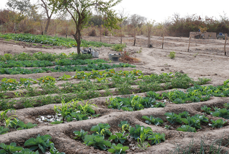 Introduction à l'agriculture de conservation (agroécologie) pour 2'900 paysan·nes burkinabè
