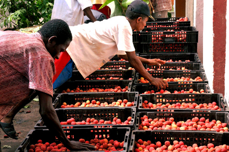 Coopérative Menahely : développement de filières de fruits et épices bio à Madagascar