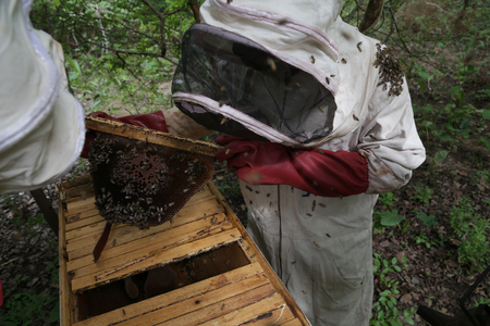 Bee-better : appui au développement inclusif de la filière apicole (phase 2) Bee-better : appui au développement inclusif de la filière apicole (phase 2)