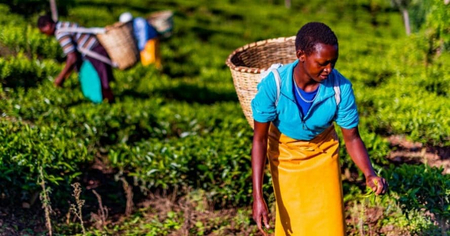 Agroécologie en réseau en Afrique francophone Agroécologie en réseau en Afrique francophone