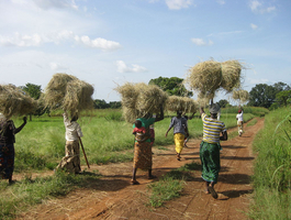 Introduction de l’agriculture de conservation (agroécologie) pour 3'000 paysan.ne.s Burkinabés (Phase 2) Introduction de l’agriculture de conservation (agroécologie) pour 3'000 paysan.ne.s Burkinabés (Phase 2)