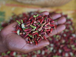 BonAPTI : Bongolava Alimentation, Production et Transformation Intégrée BonAPTI : Bongolava Alimentation, Production et Transformation Intégrée