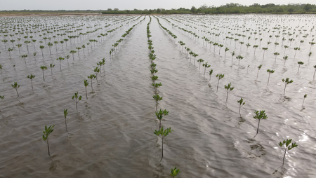 Projet de renforcement de la résilience économique et environnementale des zones côtières les plus vulnérables au changement climatique (Phase II) - REEZO 2