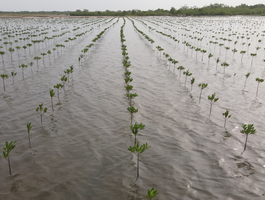 Projet de renforcement de la résilience économique et environnementale des zones côtières les plus vulnérables au changement climatique (Phase II) - REEZO 2 Projet de renforcement de la résilience économique et environnementale des zones côtières les plus vulnérables au changement climatique (Phase II) - REEZO 2