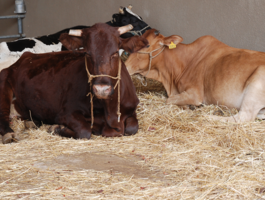 Vers l’autonomisation du Centre de Formation Agricole de Bendatoéga Vers l’autonomisation du Centre de Formation Agricole de Bendatoéga