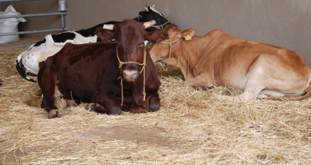 Vers l’autonomisation du Centre de Formation Agricole de Bendatoéga Vers l’autonomisation du Centre de Formation Agricole de Bendatoéga